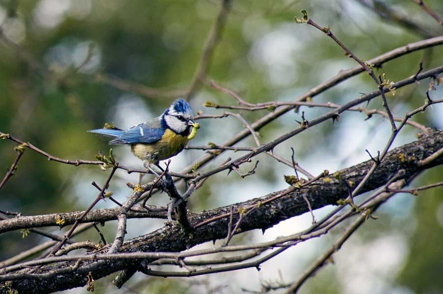 Mésange bleue
