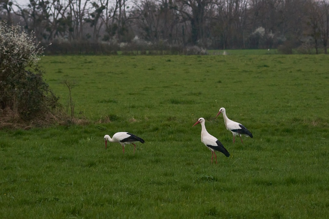 Cigognes