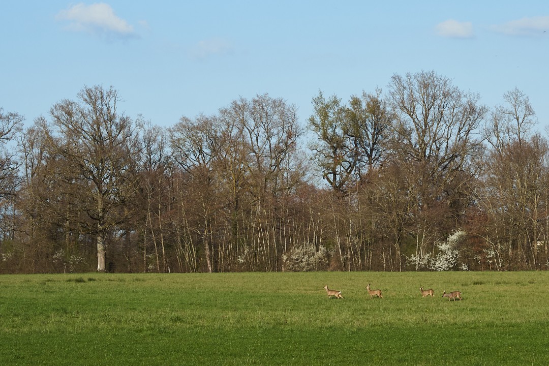 Chevreuils