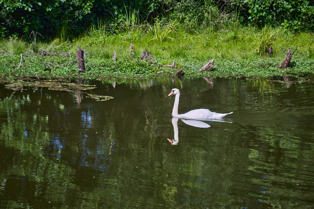 Cygne