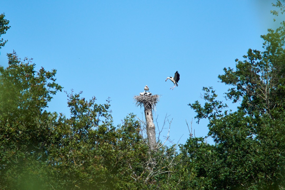 Famille de cigognes