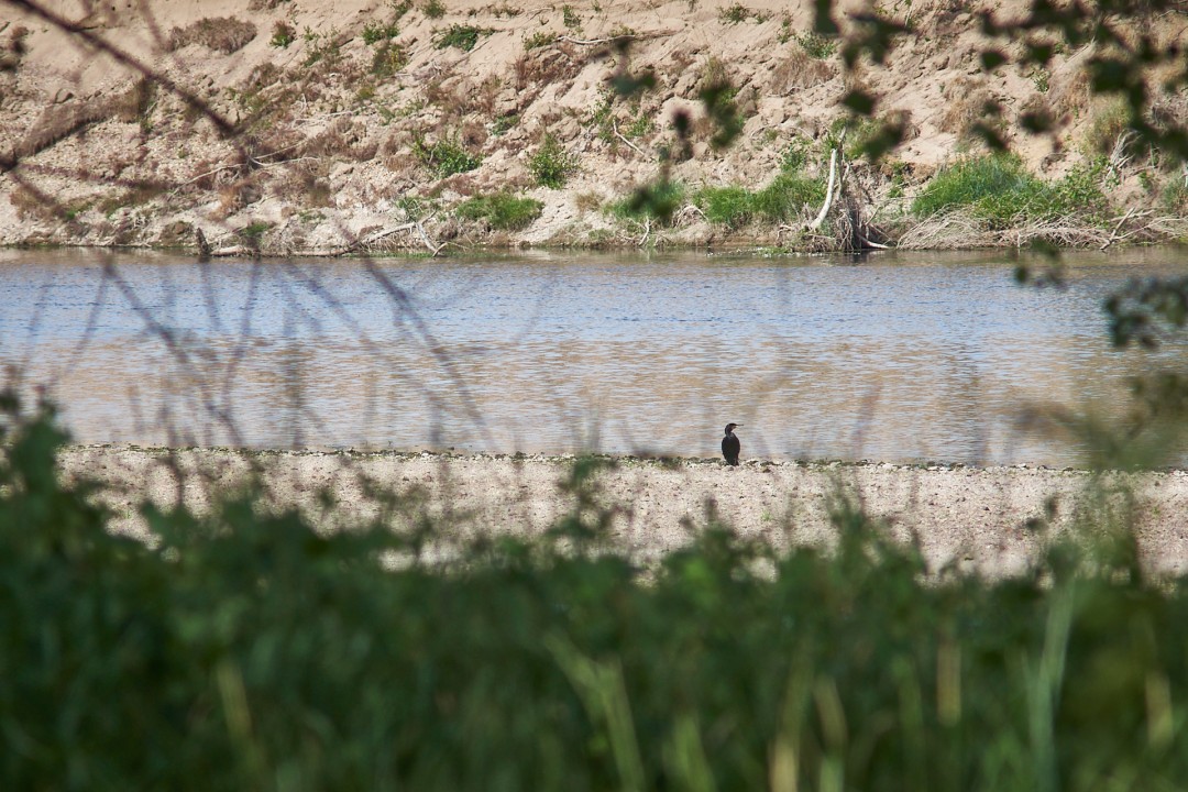 Le cormoran