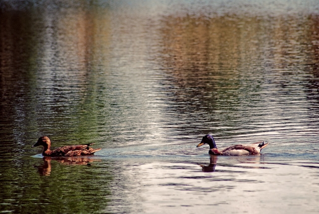 Les canards colvert