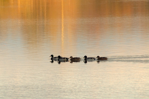 Canards sur le lac