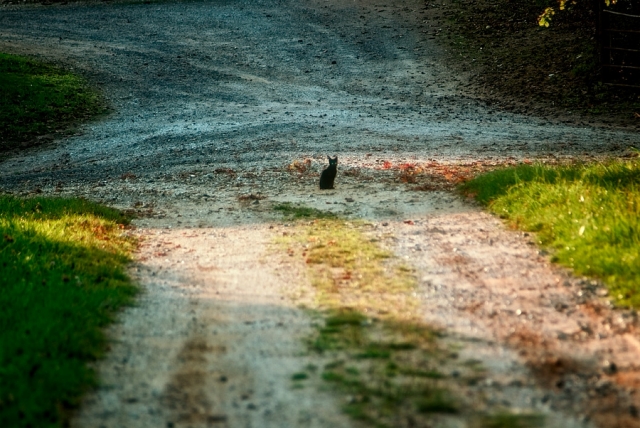 Chaton noir