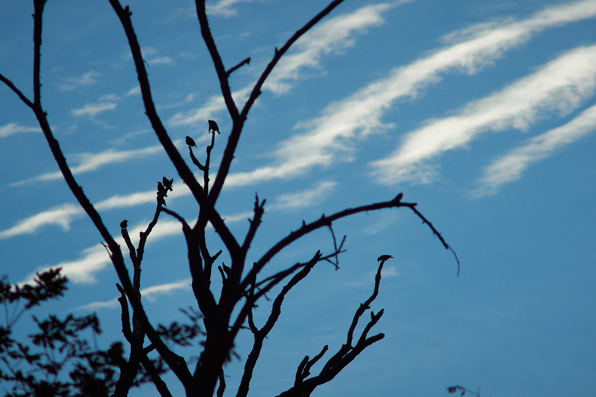 Etourneaux sur un arbre
