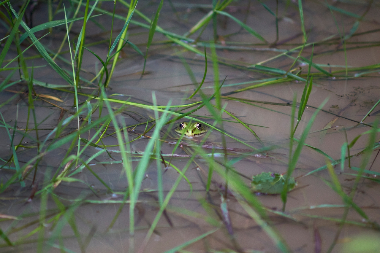 Grenouille verte