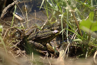 Grenouille verte