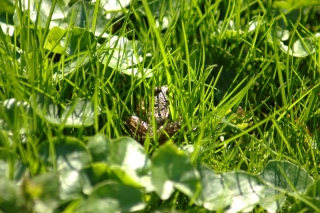Grenouille verte