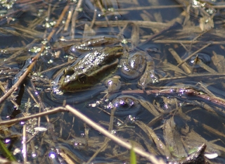 Grenouille verte
