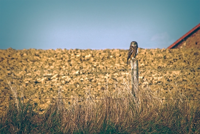 Hibou des marais