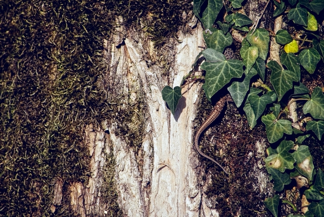 Lézard des murailles