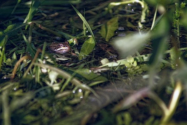 Petite grenouille
