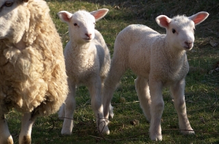 Petits moutons