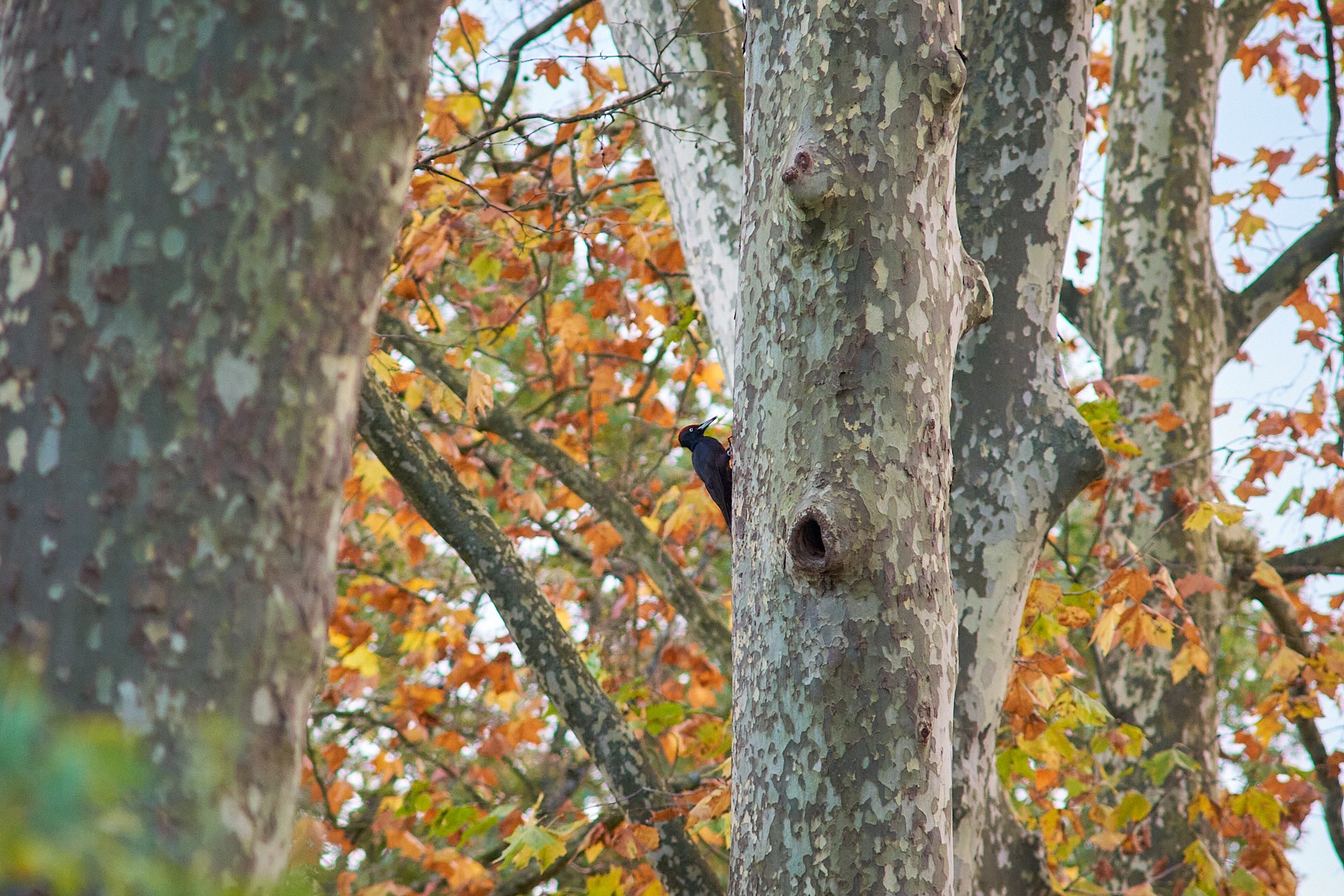 Pic noir sur un platane