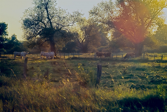 Le soir dans le pré