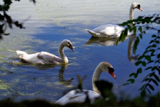 Cygnes et cygnon