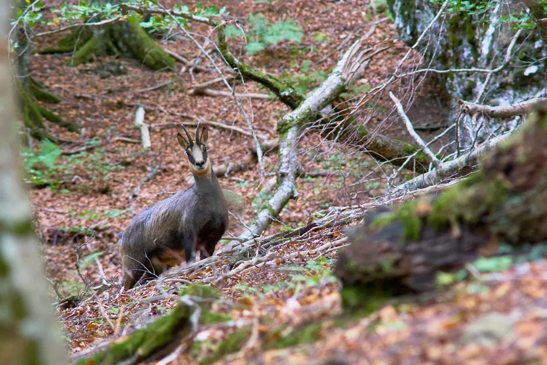 vallee-chaudefour-chamois