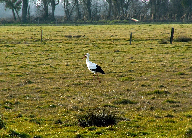 Cigogne