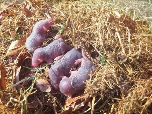 Bébés musaraignes Bébés musaraignes