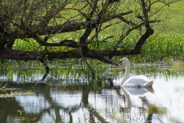 Cygne Cygne