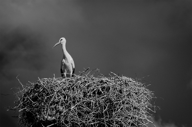 Jeune cigogne Jeune cigogne