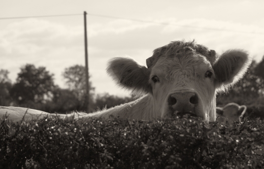 Sacrée vache Sacrée vache