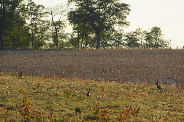 Trois lièvres Trois lièvres