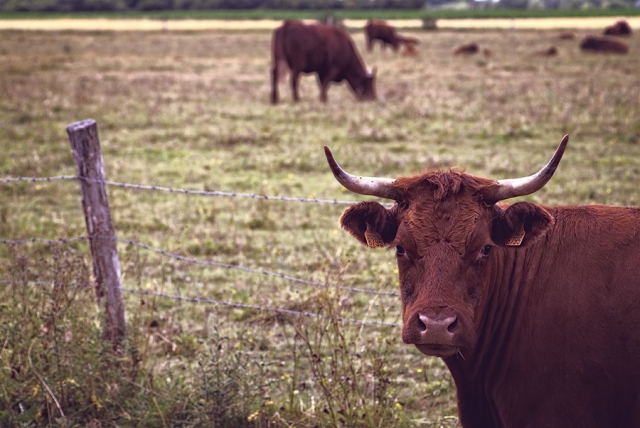 Vache salers Vache salers