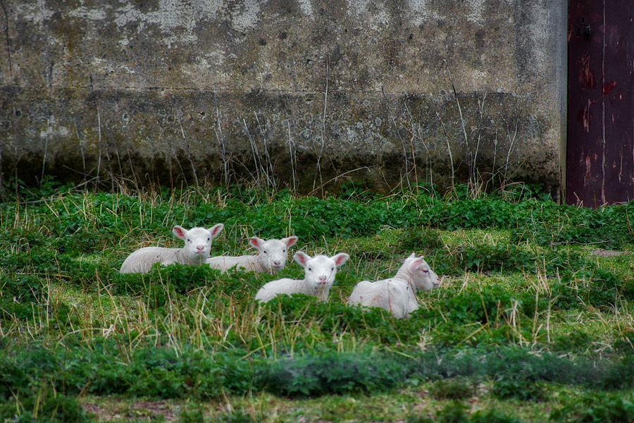 Petits moutons