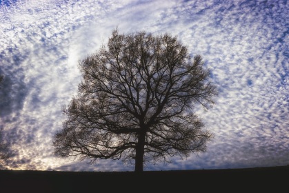 L'arbre