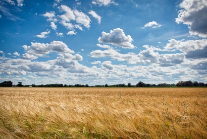 Champ d'orge, photographie nature, zipanatura