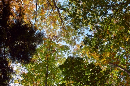 Arbres en automne