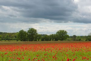Champ de coquelicots