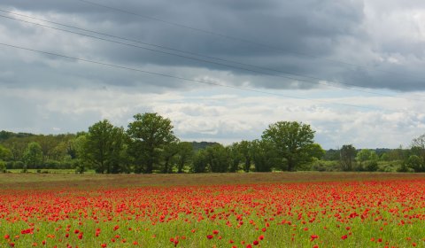 Champ de coquelicots