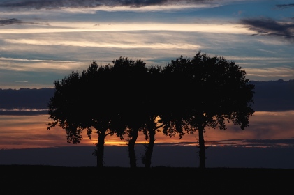 Arbres au crépuscule