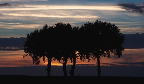 Arbres au crépuscule