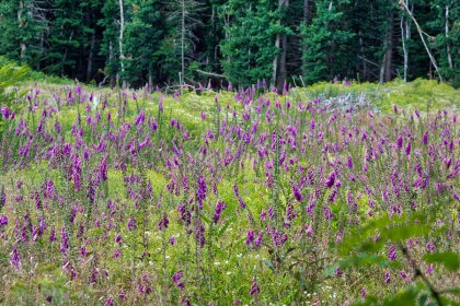 Digitales pourpres, photographie nature, zipanatura