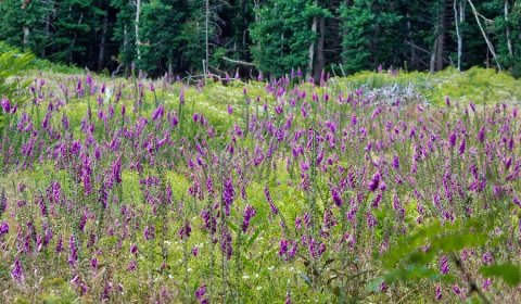 Digitales pourpres, photographie nature, zipanatura