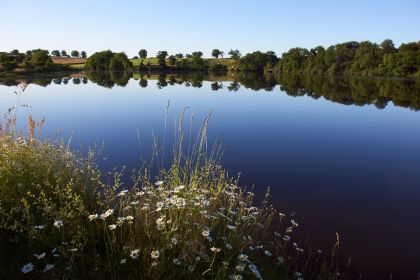 Etang et marguerites