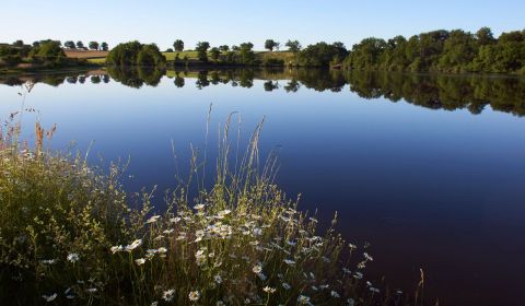 Etang et marguerites