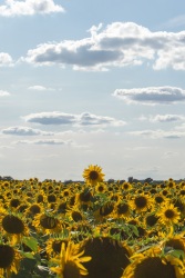 Fleur de tournesol