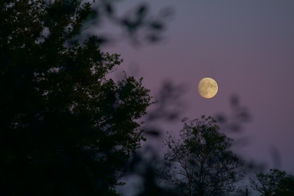 Lune