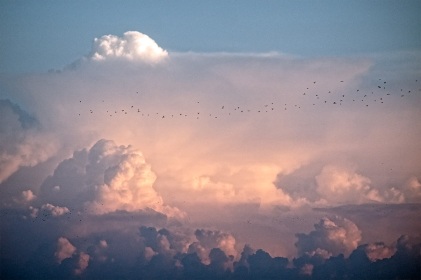 Ciel et oiseaux