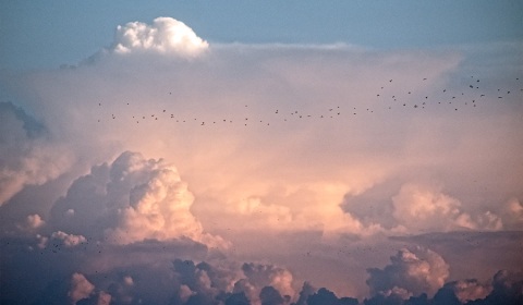 Ciel et oiseaux
