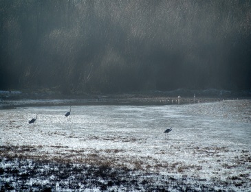 Paysage de Loire