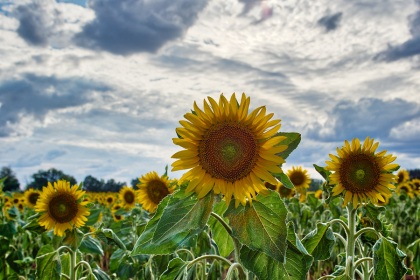 Tournesols