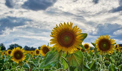 Tournesols