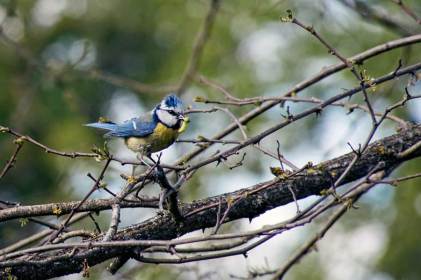 Mésange bleue