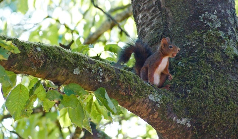 Ecureuil roux